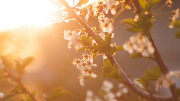 Het is lente: hooikoorts in zicht!